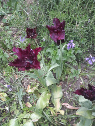 flowers
